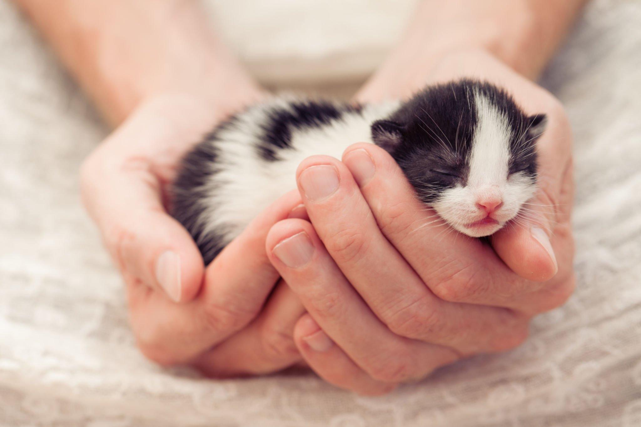 Beta Pet Health | Yavru Kedilerin Gözleri Ne Zaman Açılır?