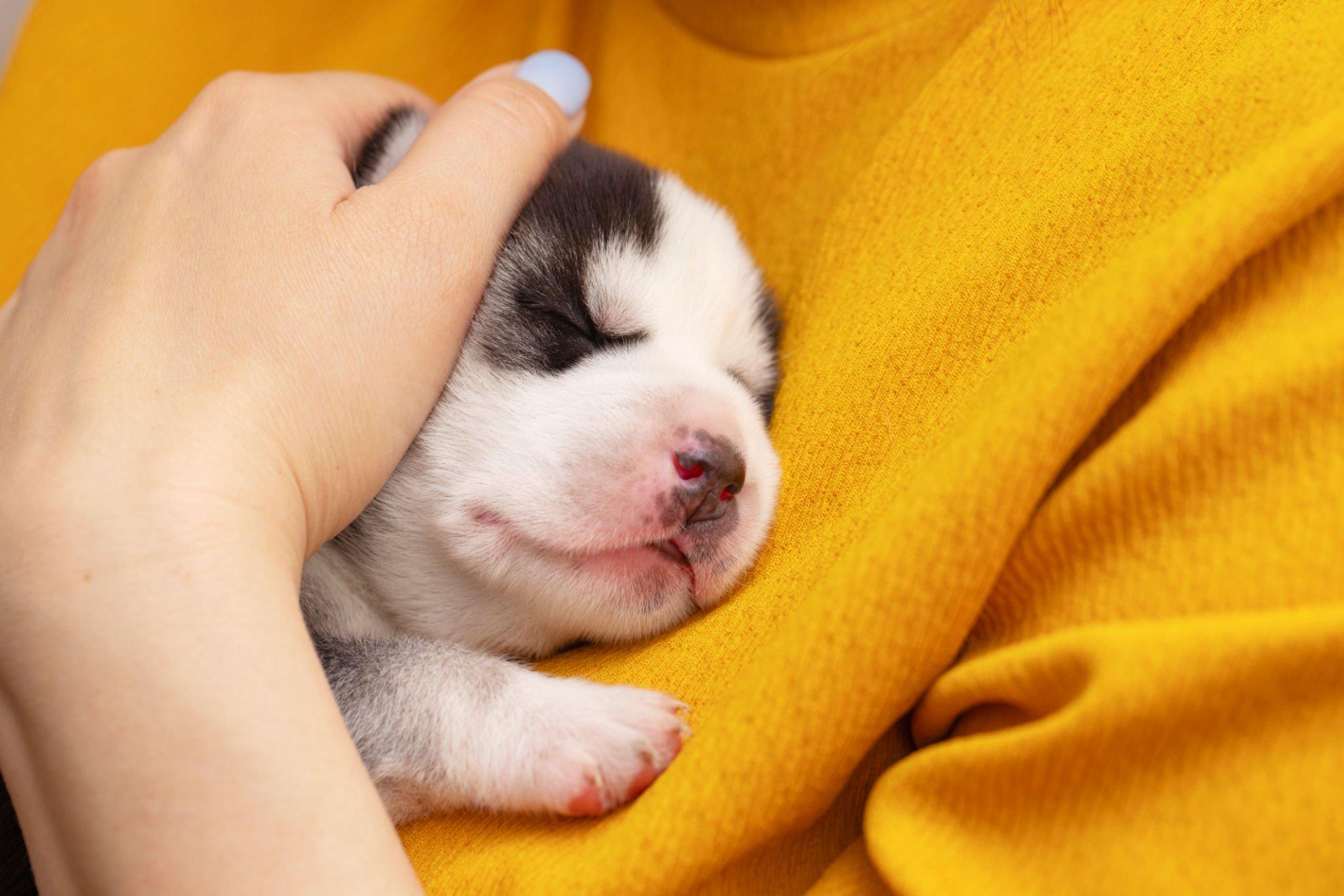 Beta Pet Health | Yavru Köpeklerin Gözleri Ne Zaman Açılır?