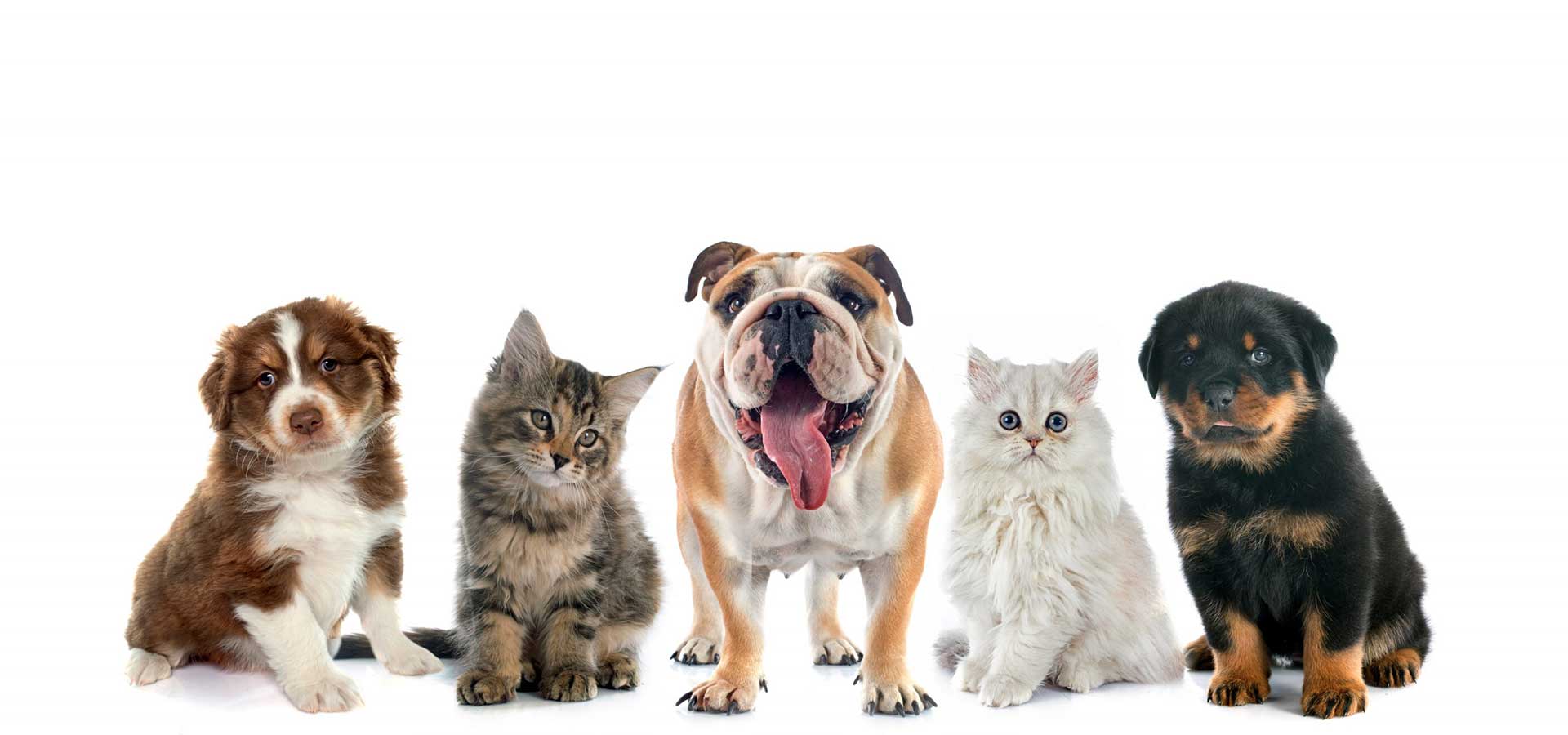 Beta Pet Health | Cons Paste
