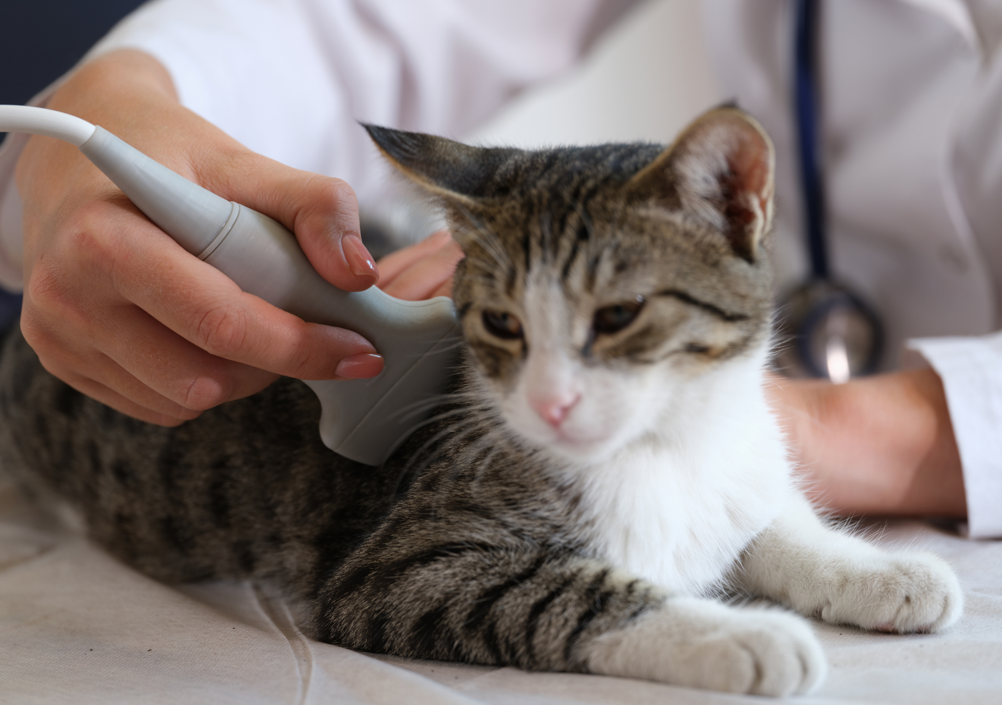 Beta Pet Health | Feline Infectious Peritonitis (FIP): Kedilerde Önemli Bir Sağlık Sorunu